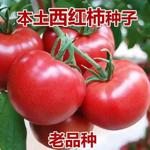 今年种植的粉红西红柿挂果率不好，有好的品种（薄皮深粉）推荐吗「紫皮球番茄种子怎么种植视频」 今年种植的粉红西红柿挂果率不好，有好的品种（薄皮深粉）推荐吗「紫皮球番茄种子怎么种植视频」 土壤施肥