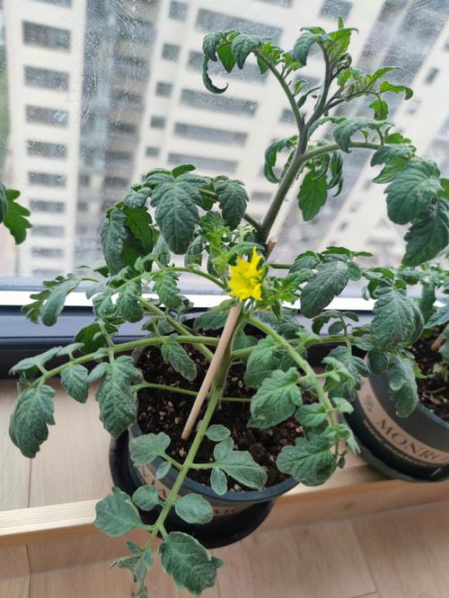 家种给小番茄怎么施肥「小番茄种植盆栽怎么施肥视频」 家种给小番茄怎么施肥「小番茄种植盆栽怎么施肥视频」 花朵知识