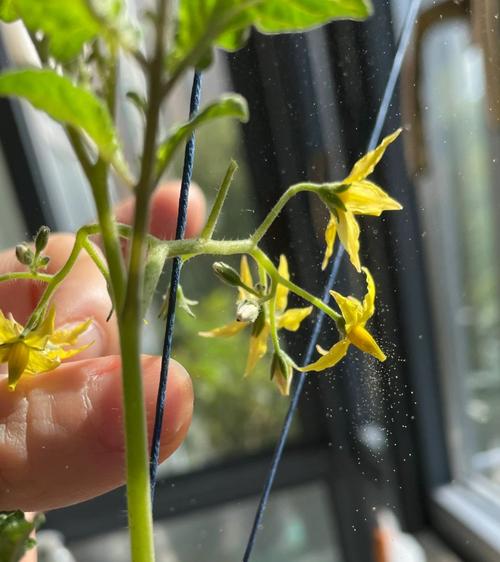 番茄怎样人工授粉「番茄怎么授粉?」 番茄怎样人工授粉「番茄怎么授粉?」 种植技巧