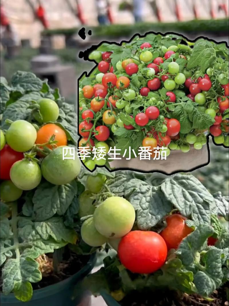 番茄畅听推广视频怎么做「番茄怎么用种子种植视频教程」 番茄畅听推广视频怎么做「番茄怎么用种子种植视频教程」 花朵知识