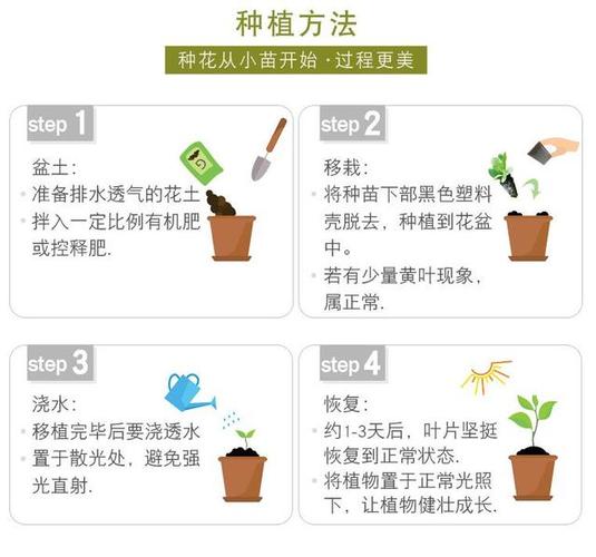 怎么种蔬菜和水果「水果和蔬菜种植的小技巧有哪些」 怎么种蔬菜和水果「水果和蔬菜种植的小技巧有哪些」 番茄病虫害防治