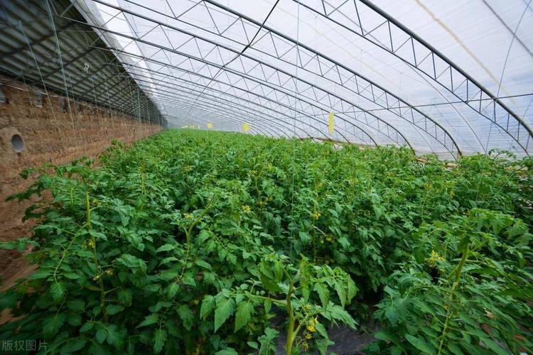 西红柿什么温度需要遮阳「露天种植番茄怎么遮阳呢视频」 西红柿什么温度需要遮阳「露天种植番茄怎么遮阳呢视频」 番茄病虫害防治