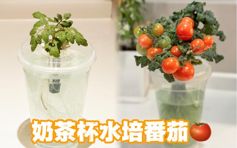 没有营养液咋水培西红柿家庭版「种植番茄水培怎么养护」 没有营养液咋水培西红柿家庭版「种植番茄水培怎么养护」 土壤施肥
