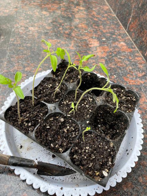 千禧小番茄的种植间距和株距「番茄苗怎么种植间距最好」 千禧小番茄的种植间距和株距「番茄苗怎么种植间距最好」 番茄种植技巧
