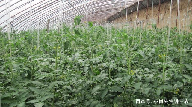 怎样栽培春番茄「春天怎么种植番茄树苗视频」 怎样栽培春番茄「春天怎么种植番茄树苗视频」 土壤施肥