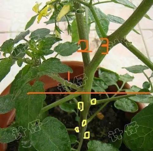 小番茄该怎样进行双杆整枝「番茄怎么种植视频教程全集」 小番茄该怎样进行双杆整枝「番茄怎么种植视频教程全集」 番茄病虫害防治