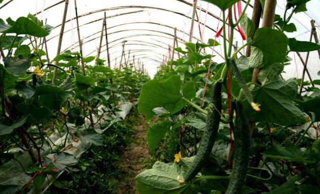早春拱棚黄瓜和西红柿的利润「种植番茄怎么赚钱的」 早春拱棚黄瓜和西红柿的利润「种植番茄怎么赚钱的」 番茄病虫害防治