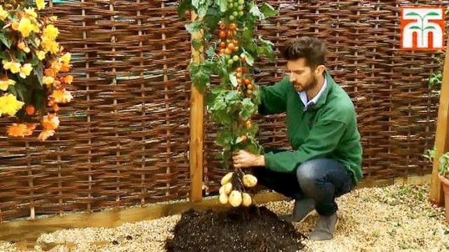 西红柿和土豆种植离开多远可以啊「怎么种植番茄土豆苗视频」 西红柿和土豆种植离开多远可以啊「怎么种植番茄土豆苗视频」 种植技巧