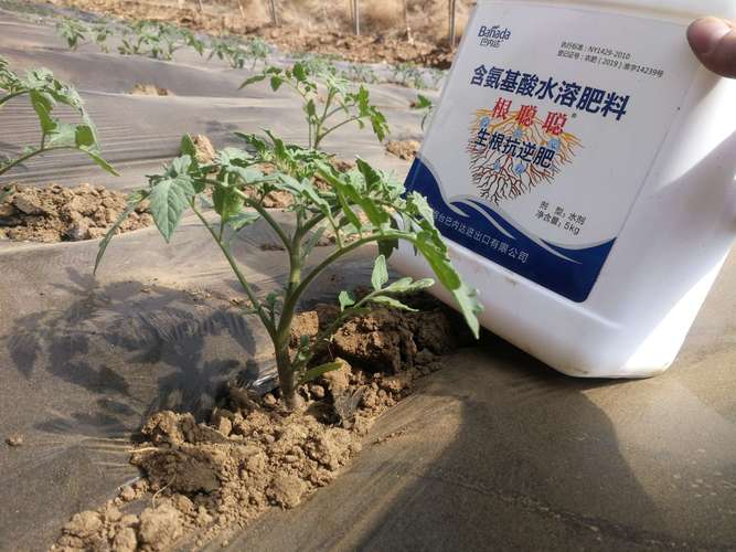 西红柿怎么冲施化肥「番茄种植肥料怎么调配好」 植物种类 西红柿怎么冲施化肥「番茄种植肥料怎么调配好」 西红柿怎么冲施化肥「番茄种植肥料怎么调配好」 植物种类