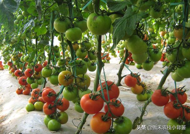 西红柿最好的四大品种「番茄种植品种怎么选择好」 西红柿最好的四大品种「番茄种植品种怎么选择好」 番茄种植技巧