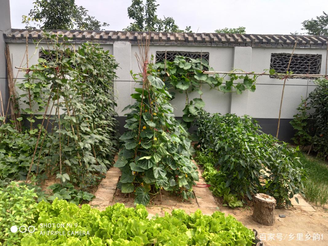 院子里有一片空地,想种植一些蔬菜瓜果,现在的季节适合种什么「瓜果类蔬菜种植技巧和方法」 植物种类 院子里有一片空地,想种植一些蔬菜瓜果,现在的季节适合种什么「瓜果类蔬菜种植技巧和方法」 院子里有一片空地,想种植一些蔬菜瓜果,现在的季节适合种什么「瓜果类蔬菜种植技巧和方法」 植物种类