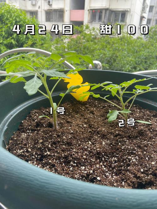 西红柿种子几月播种催芽「番茄怎么育苗夏季种植呢」 西红柿种子几月播种催芽「番茄怎么育苗夏季种植呢」 种植技巧