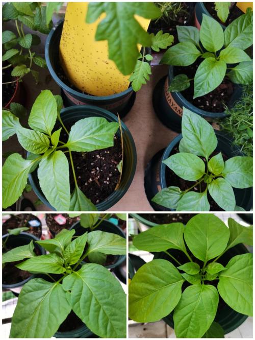 西红柿苗可以在室内种植吗「室内种番茄辣椒怎么种植视频」 西红柿苗可以在室内种植吗「室内种番茄辣椒怎么种植视频」 植物种类