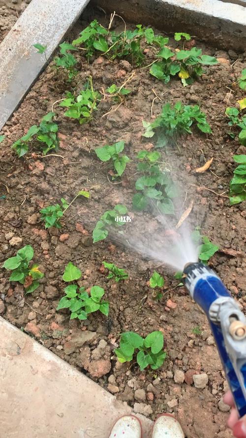 夏天太热了，菜园里蔬菜都晒得病恹恹的，请问怎么浇水才好「蔬菜种植技巧夏天浇水时间」 夏天太热了，菜园里蔬菜都晒得病恹恹的，请问怎么浇水才好「蔬菜种植技巧夏天浇水时间」 土壤施肥