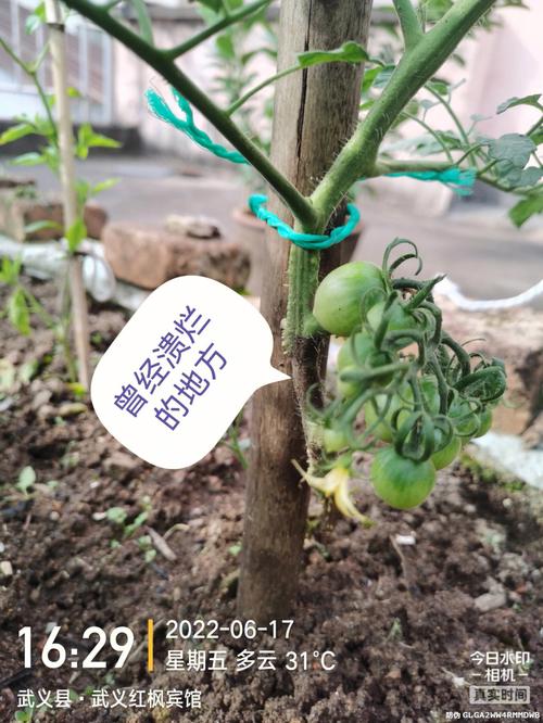 怎样做才会让自己的孩子满意「小恶魔番茄怎么种植的」 怎样做才会让自己的孩子满意「小恶魔番茄怎么种植的」 植物种类