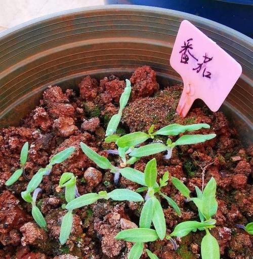 西红柿的种子颗粒怎么播种啊「树番茄种子怎么种植视频」 西红柿的种子颗粒怎么播种啊「树番茄种子怎么种植视频」 土壤施肥