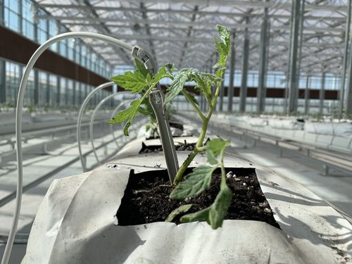 在家里面种什么蔬菜合适「无根番茄苗怎么种植视频」 在家里面种什么蔬菜合适「无根番茄苗怎么种植视频」 农业常识
