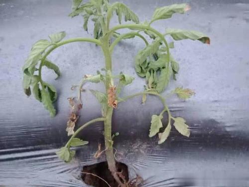 大棚种植番茄，易发生根腐病，要如何防治呢「种植大棚番茄怎么用药水浇」 大棚种植番茄，易发生根腐病，要如何防治呢「种植大棚番茄怎么用药水浇」 种植技巧