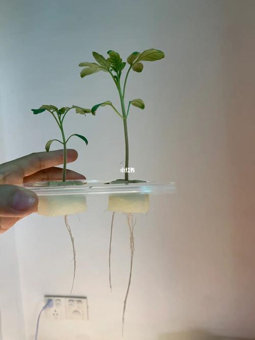 番茄水培季节「儿童水培番茄怎么种植的」 种植技巧 番茄水培季节「儿童水培番茄怎么种植的」 番茄水培季节「儿童水培番茄怎么种植的」 种植技巧
