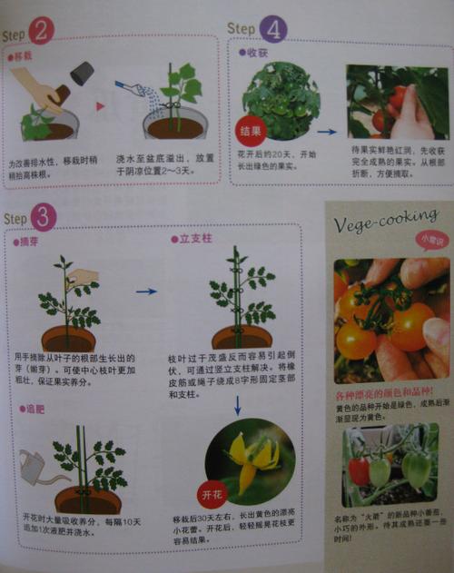 没籽的番茄是不是催熟的「下番茄怎么种植方法视频教程」 没籽的番茄是不是催熟的「下番茄怎么种植方法视频教程」 植物种类