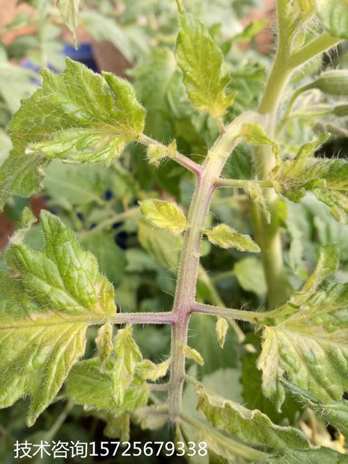 单层膜大棚西红柿冬季下霜如何升温「种植番茄怎么防霜冻的呢」 单层膜大棚西红柿冬季下霜如何升温「种植番茄怎么防霜冻的呢」 种植技巧