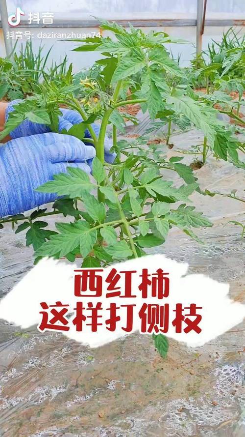 番茄怎样打枝才能结得多「番茄种植怎么打枝视频」 番茄怎样打枝才能结得多「番茄种植怎么打枝视频」 番茄种植技巧