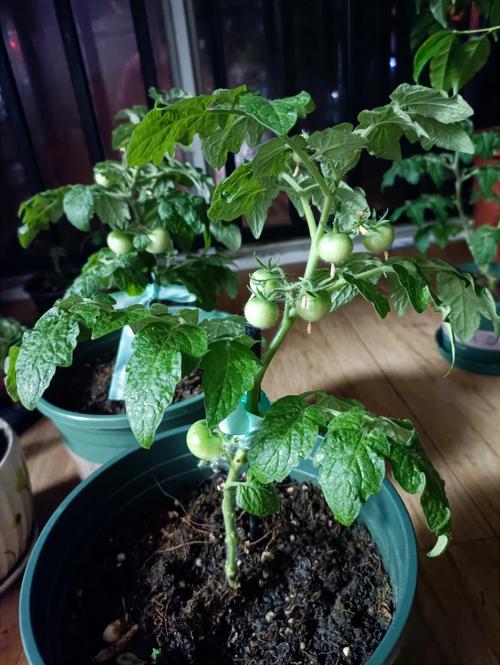 小番茄侧枝长大了还能剪吗「番茄种植怎么剪侧枝图解视频」 小番茄侧枝长大了还能剪吗「番茄种植怎么剪侧枝图解视频」 番茄种植技巧