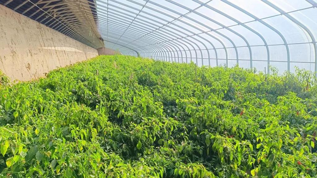 如何管理荒废土地，保证菜篮子安全呢
「荒废蔬菜种植技巧和方法视频」