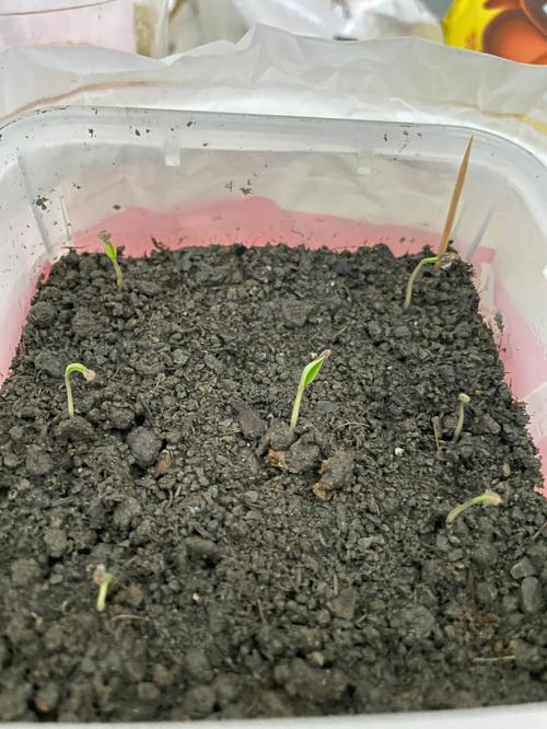 鲜西红柿种子的种植方法「番茄种子怎么种植发芽的视频」 鲜西红柿种子的种植方法「番茄种子怎么种植发芽的视频」 种植技巧