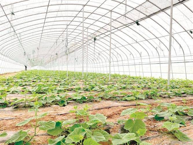 东北地区的大棚里适合种植什么蔬菜「东北蔬菜种植的技巧和方法」 东北地区的大棚里适合种植什么蔬菜「东北蔬菜种植的技巧和方法」 土壤施肥