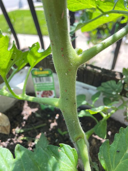 西红柿有米虫了怎么办「种植小番茄米虫怎么处理好」 西红柿有米虫了怎么办「种植小番茄米虫怎么处理好」 种植技巧