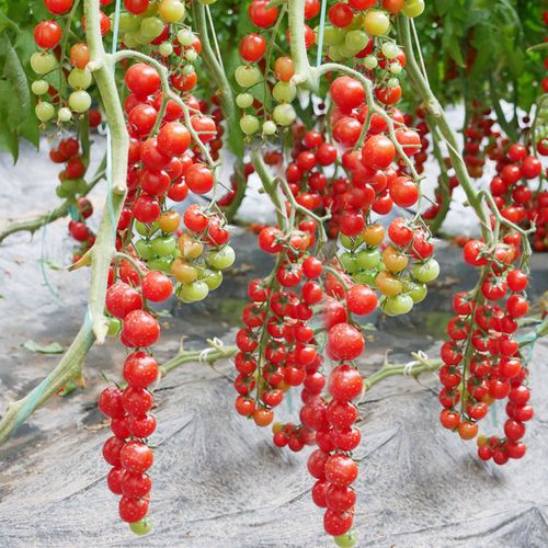 瀑布小番茄什么时候种「怎么种植瀑布番茄种子」 瀑布小番茄什么时候种「怎么种植瀑布番茄种子」 番茄病虫害防治