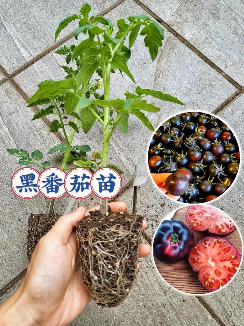 珍珠番茄种子种植方法「番茄种子黑珍珠怎么种植的」 珍珠番茄种子种植方法「番茄种子黑珍珠怎么种植的」 花朵知识