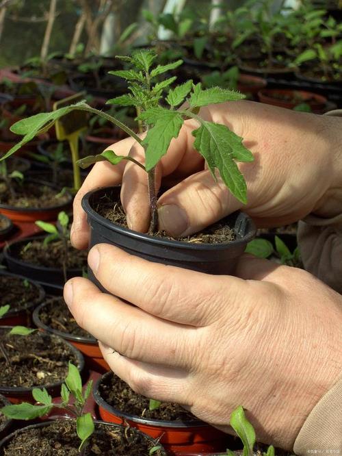 怎么让妈妈不那么迷松花粉这类的保健品「松花番茄怎么种植方法视频」 怎么让妈妈不那么迷松花粉这类的保健品「松花番茄怎么种植方法视频」 番茄病虫害防治