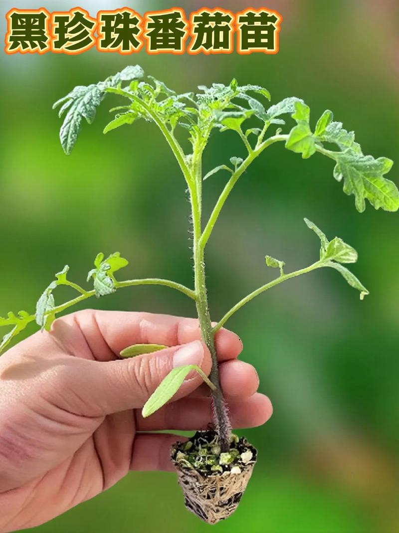 铵基寡糠素西红柿黄叶怎么解决「番茄种子黄水怎么种植视频」 铵基寡糠素西红柿黄叶怎么解决「番茄种子黄水怎么种植视频」 土壤施肥