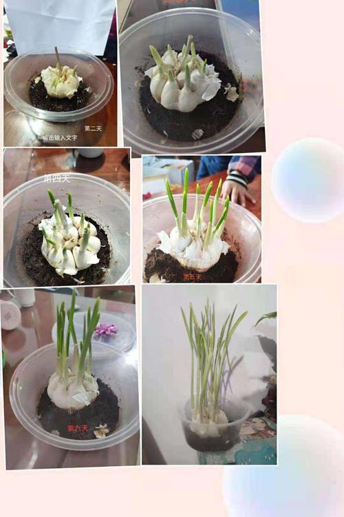 大盆种什么植物「大盆蔬菜种植技巧图解视频」 番茄种植技巧 大盆种什么植物「大盆蔬菜种植技巧图解视频」 大盆种什么植物「大盆蔬菜种植技巧图解视频」 番茄种植技巧