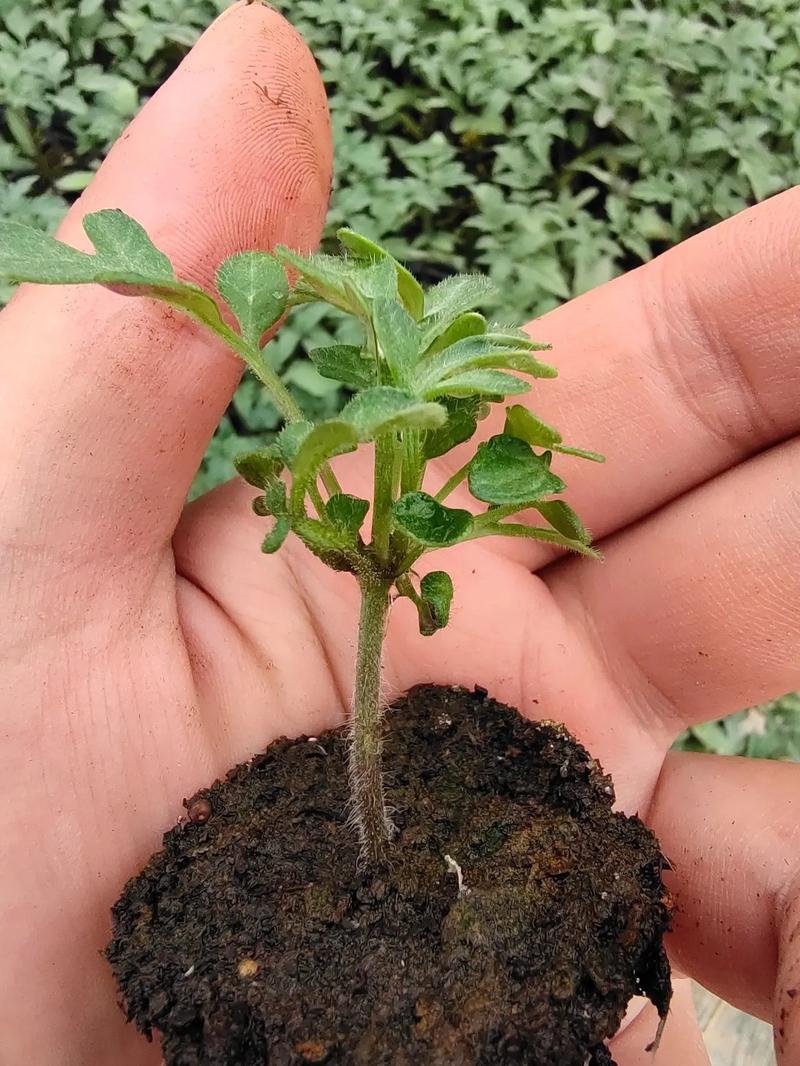 越夏番茄苗期高温，怎样才能让根系长得发达「高温下怎么种植番茄苗子呢」 越夏番茄苗期高温，怎样才能让根系长得发达「高温下怎么种植番茄苗子呢」 番茄病虫害防治