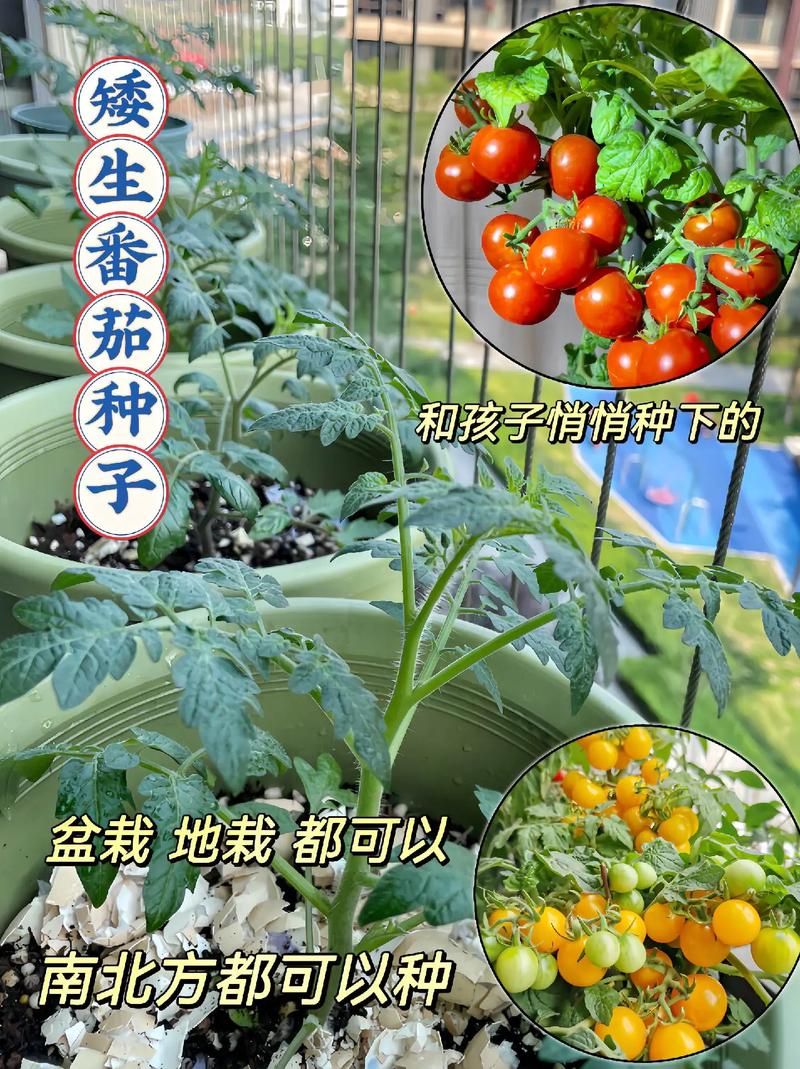 家里如何种小番茄种子「在家怎么种植小番茄视频」 家里如何种小番茄种子「在家怎么种植小番茄视频」 农业常识