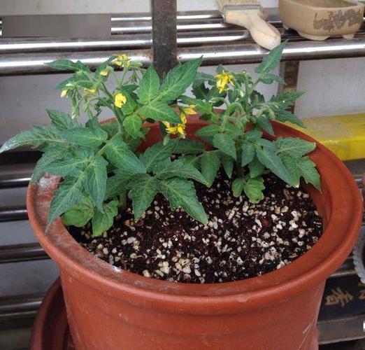 盆栽番茄施肥方法全过程「盆栽番茄泥土怎么种植视频」 盆栽番茄施肥方法全过程「盆栽番茄泥土怎么种植视频」 农业常识
