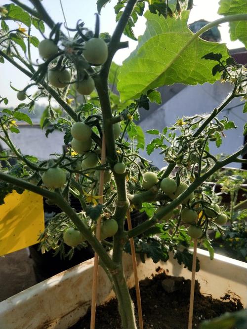 番茄栽培技术三次换头法「小番茄重新下种怎么种植视频」 植物种类 番茄栽培技术三次换头法「小番茄重新下种怎么种植视频」 番茄栽培技术三次换头法「小番茄重新下种怎么种植视频」 植物种类