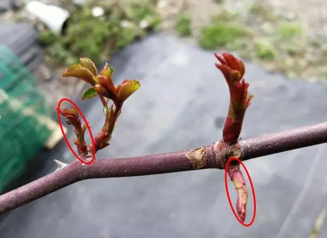 春季月季发芽后如何管理，才能开花多且颜色艳丽好看「春季蔬菜种植小技巧视频教程」 春季月季发芽后如何管理，才能开花多且颜色艳丽好看「春季蔬菜种植小技巧视频教程」 番茄种植技巧