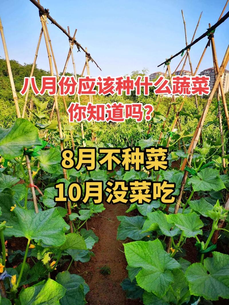 山东8月份种什么菜最适合「8月蔬菜种植小技巧视频」 山东8月份种什么菜最适合「8月蔬菜种植小技巧视频」 农业常识