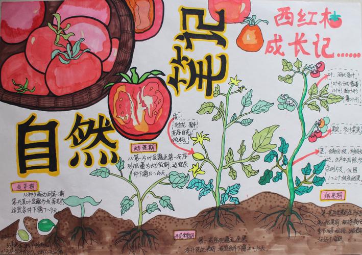 色彩单体训练——西红柿的画法「怎么画种植番茄的过程图」 农业常识 色彩单体训练——西红柿的画法「怎么画种植番茄的过程图」 色彩单体训练——西红柿的画法「怎么画种植番茄的过程图」 农业常识