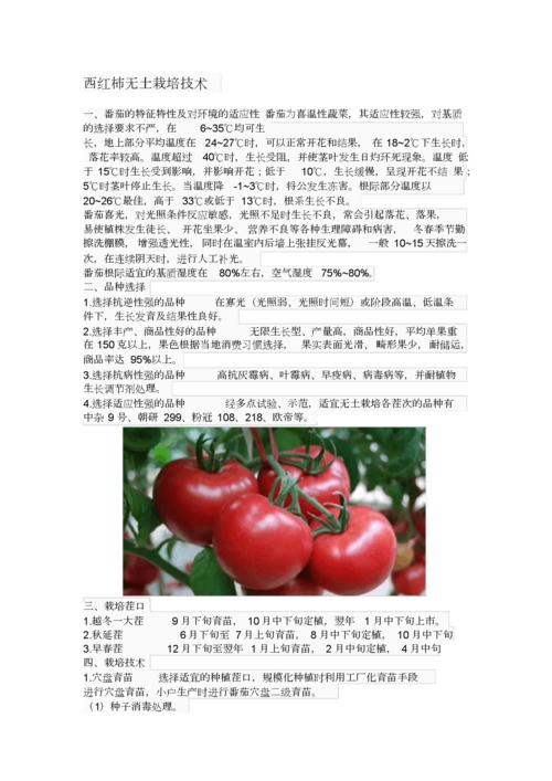 粉丽人西红柿的种植技术「名创优品番茄怎么种植的」 粉丽人西红柿的种植技术「名创优品番茄怎么种植的」 植物种类