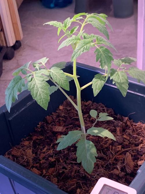 小番茄树可以养几年「小番茄种植怎么养活的」 小番茄树可以养几年「小番茄种植怎么养活的」 花朵知识