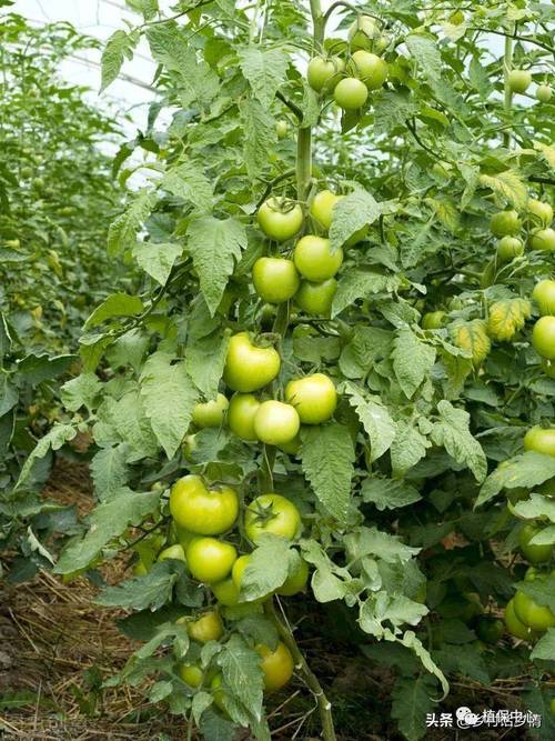 西红柿和豆类能一起种吗「黄豆怎么种植小番茄视频」 西红柿和豆类能一起种吗「黄豆怎么种植小番茄视频」 番茄病虫害防治