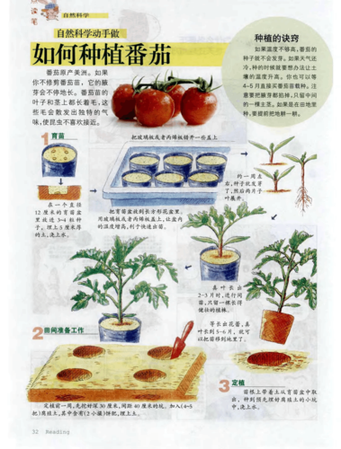 西红柿的种植方法是土撒种子吗「番茄切片种植怎么种植」 西红柿的种植方法是土撒种子吗「番茄切片种植怎么种植」 花朵知识