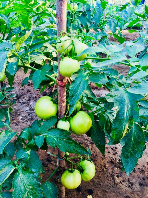青西红柿怎么样放红「青番茄怎么种植技术视频」 青西红柿怎么样放红「青番茄怎么种植技术视频」 土壤施肥