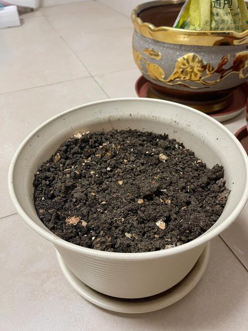 适合重庆地区种植的番茄品种「重庆地区怎么种植番茄种子」 适合重庆地区种植的番茄品种「重庆地区怎么种植番茄种子」 农业常识