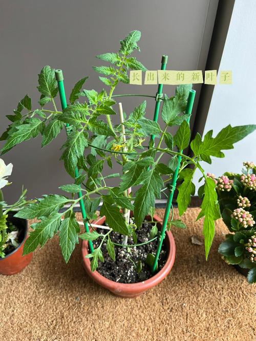氯吡脲的喷施番茄技术「番茄种植怎么浇肥料视频教程」 植物种类 氯吡脲的喷施番茄技术「番茄种植怎么浇肥料视频教程」 氯吡脲的喷施番茄技术「番茄种植怎么浇肥料视频教程」 植物种类